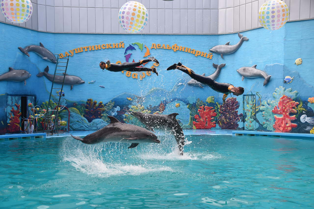 Отдых в Алуште у моря – дельфинарий 